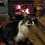 animal, black_and_white, cat, cozy, ears, eyes, fire, fireplace, floor_rug, fur, home, indoors, long_hair, pet, rustic, vintage, warmth, whiskers, wood_floor, wood_stove