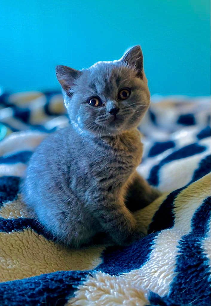 Mia is registered to the contest to win money with this photo: blue, carnivore, cat, claw, comfort, domestic_short_haired_cat, electric_blue, fawn, felidae, fur, grey, paw, russian_blue, small_to_medium_sized_cats, snout, tail, terrestrial_animal, whiskers, wildlife