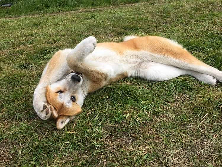 Bella participe au concours pour gagner de l'argent avec cette photo : canidae, carnivore, companion_dog, dog, dog_breed, fawn, grass, grassland, pasture, paw, snout, sporting_group, tail, terrestrial_animal, wildlife, working_animal