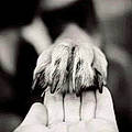Sandrine D.