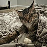 Benjamin is registered to the contest to win money with this photo: cat, tabby, pet, sleeping, bed, comforter, floral_pattern, indoor, cozy, paw, feline, cute, animal, resting, relaxed, whiskers, fur, closeup, domestic, nap