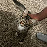 cat, kitten, tabby, pet, carpet, hand, feline, whiskers, paws, tail, indoor, cute, animal, domestic, fur, looking_up, playing, young, friendly, curious