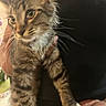 Benjamin is registered to the contest to win money with this photo: kitten, cat, tabby, pet, feline, animal, hand, person, black_shirt, indoor, closeup, fur, whiskers, paws, holding, blurred, cute, young, domestic, soft