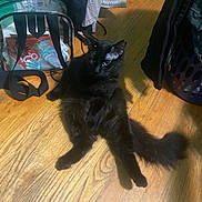 Apollo is registered to the contest to win money with this photo: cat, black_cat, wooden_floor, laundry_basket, clothing, indoor, pet, furniture, relaxed, fur, tail, household, domestic, curious, animal, floor, light, shadow, bag, fabric