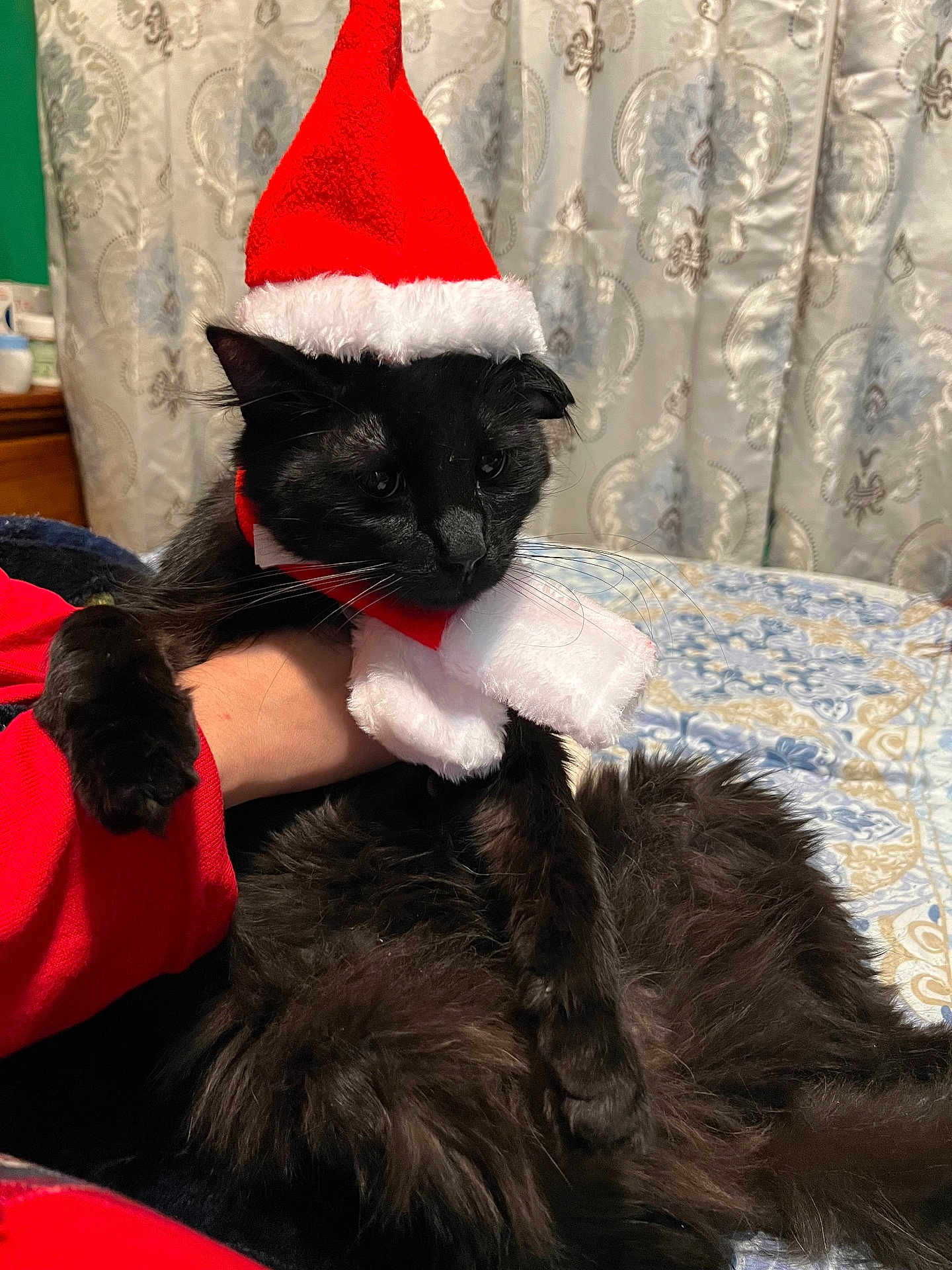 Apollo joined the competition — help win amazing prizes! cat, black_cat, santa_hat, scarf, holiday_costume, pet, fur, indoor, bedspread, curtains, hand, red_clothing, animal, mammal, domestic_animal, fluffy, resting, portrait, cute, christmas