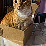 Finnagen joined the competition — help win amazing prizes! cat, orange_tabby, cardboard_box, table, tablecloth, indoor, pet, feline, curious, whiskers, ears, face, domestic_cat, sitting, closeup, fur, home, furniture, background, poster