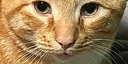 Finnagen joined the competition — help win amazing prizes! cat, ginger_cat, tabby, close_up, whiskers, pet, animal, feline, face, ears, fur, indoor, looking, cute, domestic_cat, mammal, portrait, relaxed, eyes, nose