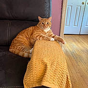 Finnagen is registered to the contest to win money with this photo: cat, orange_tabby, couch, leather, yellow_cloth, indoor, wooden_floor, door, relaxed, pet, feline, fur, animal, domestic, resting, living_room, curious, comfort, home, paw