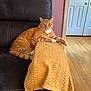 cat, orange_tabby, couch, leather, yellow_cloth, indoor, wooden_floor, door, relaxed, pet, feline, fur, animal, domestic, resting, living_room, curious, comfort, home, paw