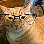Finnagen joined the competition — help win amazing prizes! cat, orange_tabby, glasses, indoor, furniture, wood, close_up, pet, whiskers, ears, face, fur, animal, domestic_cat, mammal, resting, cozy, home, portrait, cute