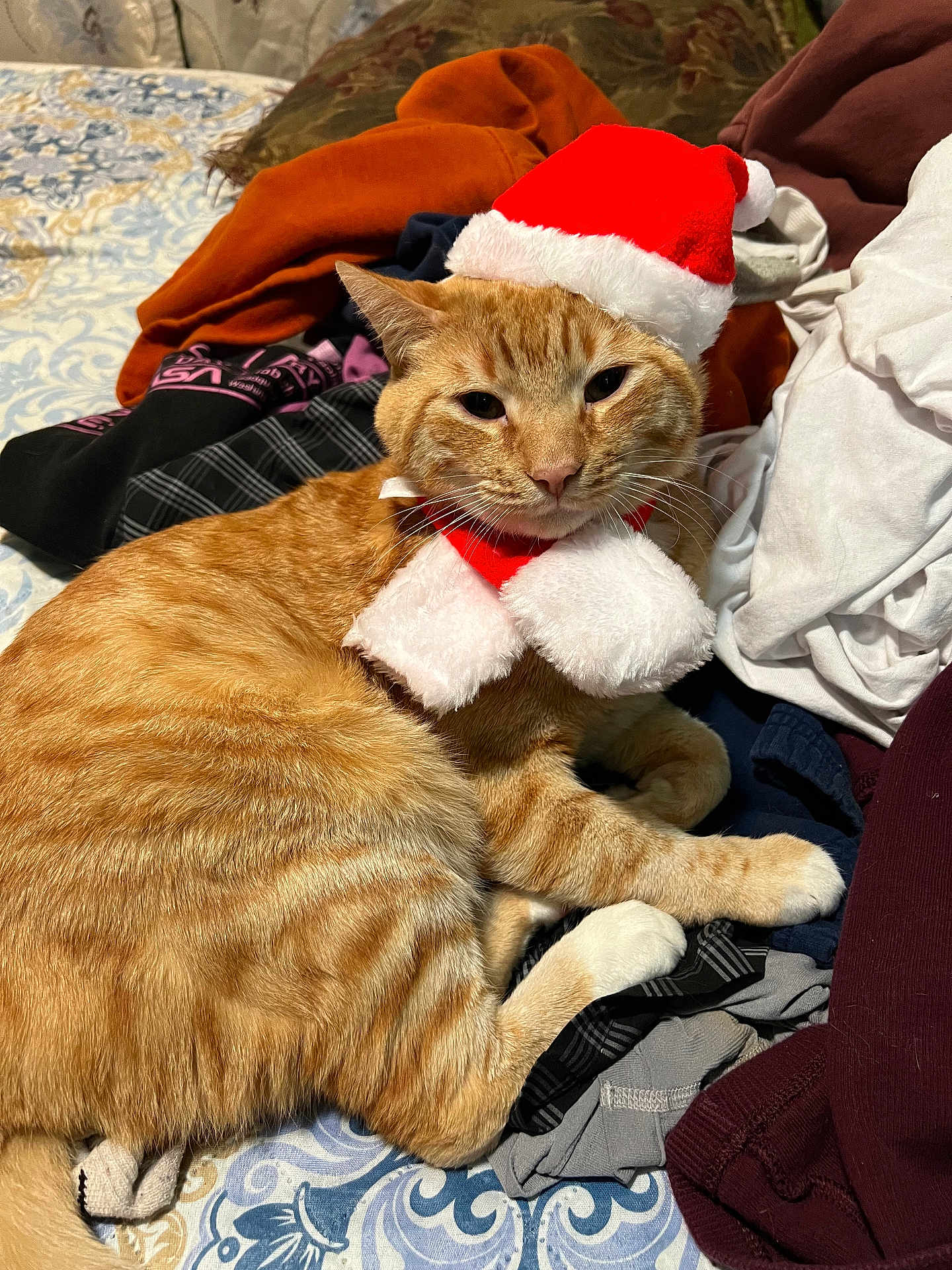 Finnagen is registered to the contest to win money with this photo: cat, orange_tabby, clothing, hat, santa_hat, scarf, indoor, pet, feline, fur, resting, holiday, festive, bedspread, pile_of_clothes, cute, animal, domestic_cat, whiskers, relaxed