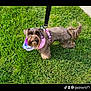 dog, brown_dog, pet, grass, outdoor, leash, harness, bandana, canine, small_dog, fur, tail, ears, walking, cute, animal, companion, friendly, summer, sunlight