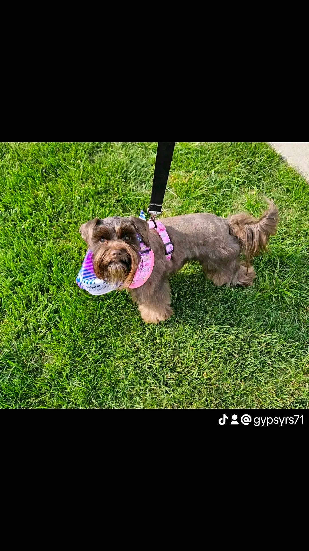 Lola joined the competition — help win amazing prizes! dog, brown_dog, pet, grass, outdoor, leash, harness, bandana, canine, small_dog, fur, tail, ears, walking, cute, animal, companion, friendly, summer, sunlight