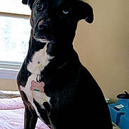 Sadie is registered to the contest to win money with this photo: dog, black_dog, white_chest, heterochromia, blue_eye, brown_eye, pet, indoor, bed, blanket, window, wall, decoration, framed_picture, collar, tag, sitting, looking, animal, cozy