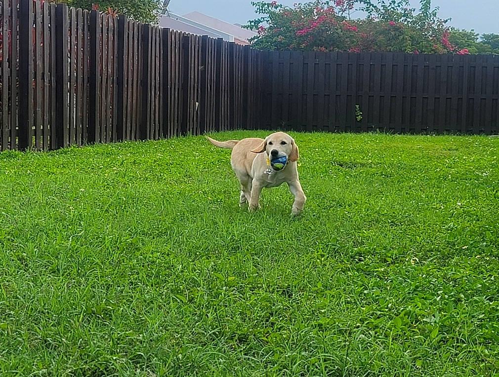 Belle is registered to the contest to win money with this photo: carnivore, companion_dog, dog, dog_breed, fawn, fence, grass, grass_family, grassland, groundcover, home_fencing, land_lot, landscape, lawn, meadow, plant, shrub, sky, sporting_group, tree