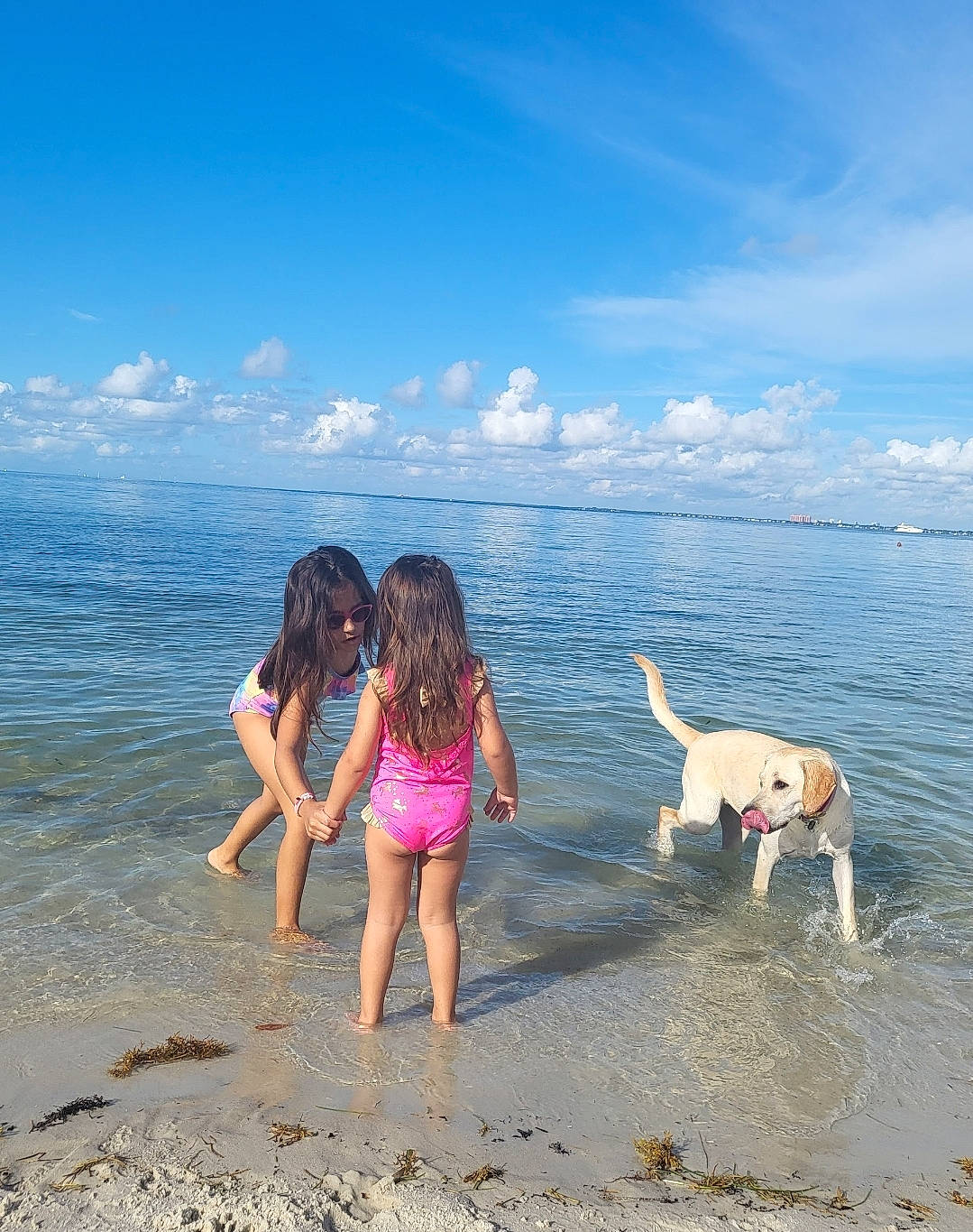 Belle joined the competition — help win amazing prizes! beach, blue, carnivore, cloud, coastal_and_oceanic_landforms, companion_dog, dog, fun, happy, horizon, human_body, lake, leg, leisure, people_in_nature, people_on_beach, recreation, sky, travel, water