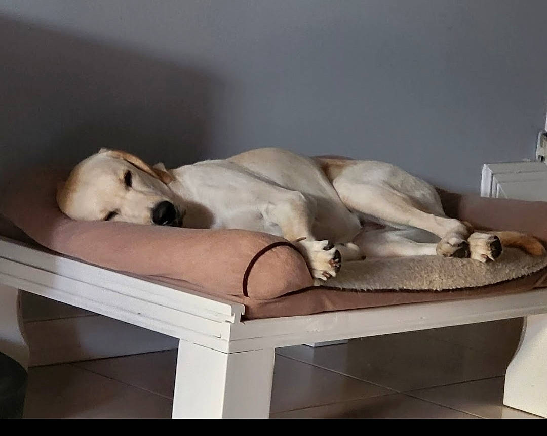 Belle is registered to the contest to win money with this photo: canidae, carnivore, comfort, companion_dog, couch, dog, dog_breed, fawn, felidae, fur, hardwood, linens, rectangle, room, sporting_group, table, tail, whiskers, window, wood
