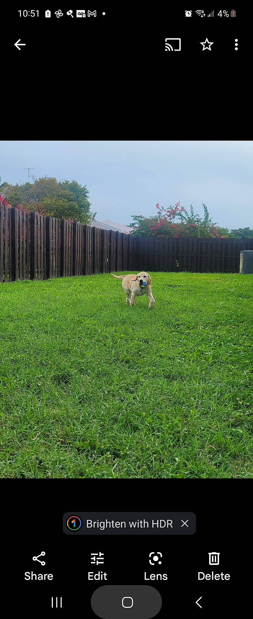 Belle joined the competition — help win amazing prizes! agriculture, carnivore, companion_dog, dog, dog_breed, fawn, fence, grass, grass_family, grassland, home_fencing, land_lot, landscape, lawn, meadow, plant, rural_area, shrub, sky, tree