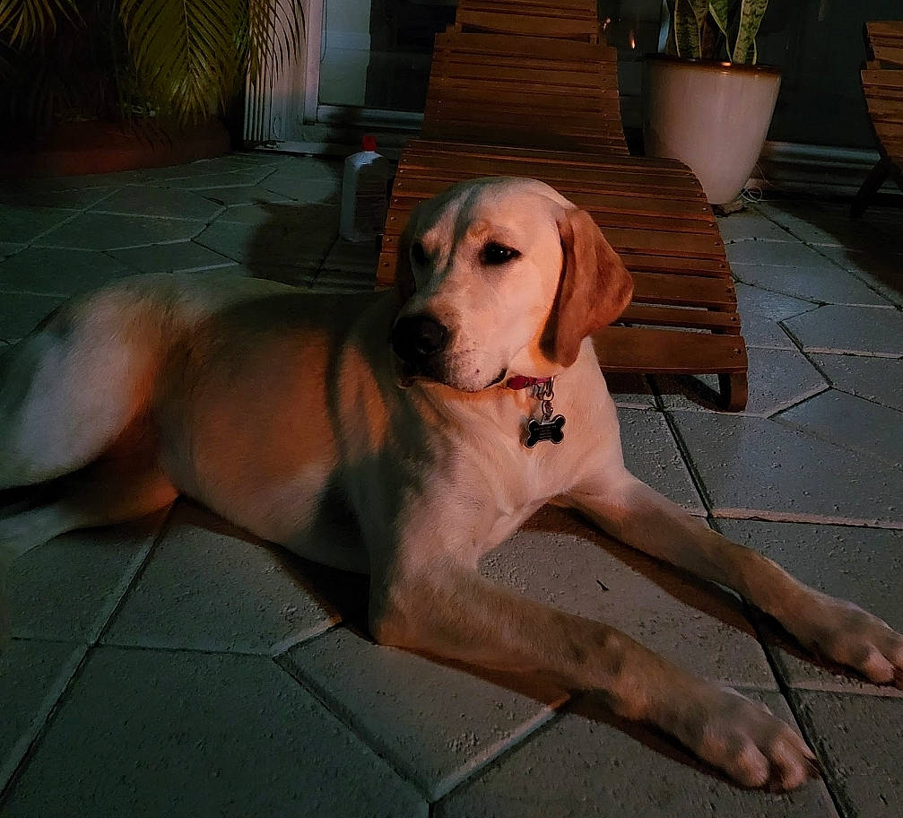 Belle joined the competition — help win amazing prizes! canidae, carnivore, companion_dog, dog, dog_breed, dog_supply, fawn, flooring, flowerpot, hardwood, houseplant, human_leg, paw, plant, snout, sporting_group, tail, thigh, wood, working_animal