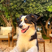 Athena participe au concours pour gagner de l'argent avec cette photo : dog, tricolor_dog, australian_shepherd, pet, animal, portrait, happy, smiling, open_mouth, tongue, paws, black_white_brown, outdoor, garden, patio, furniture, chairs, table, greenery, sunlight