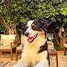 dog, tricolor_dog, australian_shepherd, pet, animal, portrait, happy, smiling, open_mouth, tongue, paws, black_white_brown, outdoor, garden, patio, furniture, chairs, table, greenery, sunlight