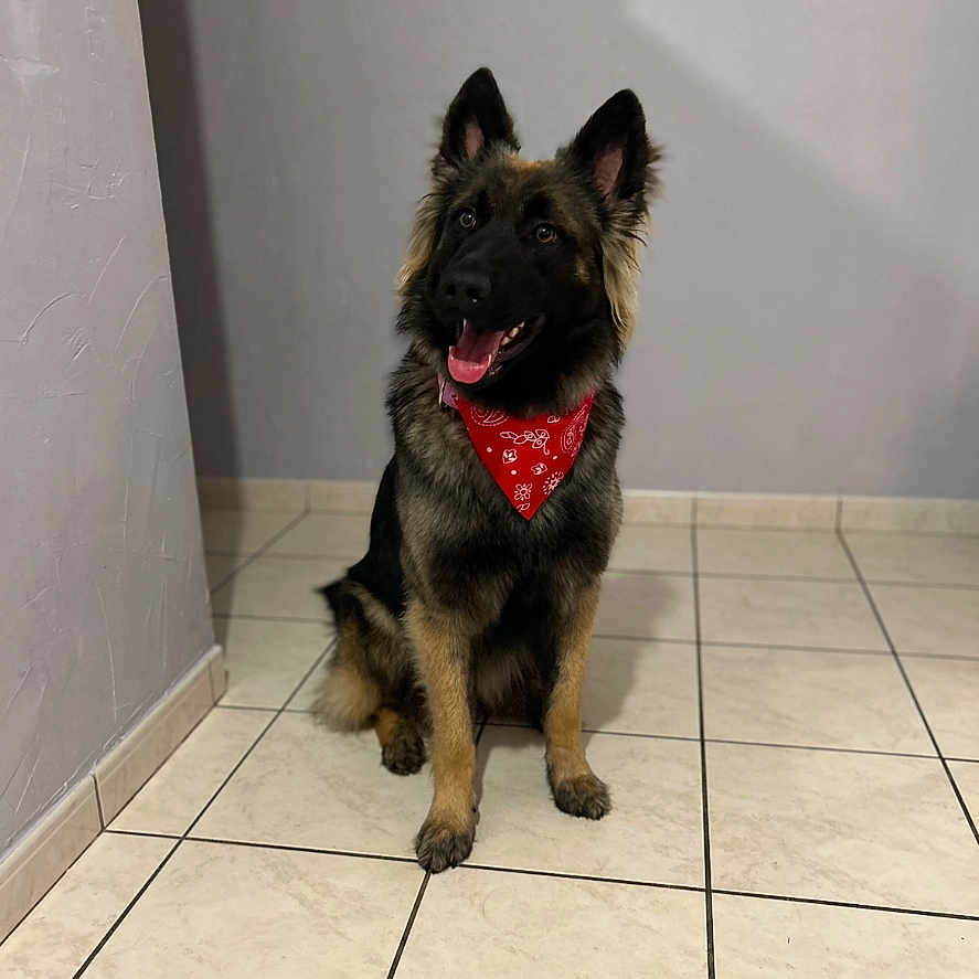 Bella a rejoint le concours — aidez-le/la à gagner de superbes lots ! accessories, animal, bandana, canine, dog, germanshepherd, headband, pet, policedog, puppy, strap, tile