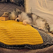 Sophia joined the competition — help win amazing prizes! animal, bed, bedding, blanket, cozy, cute, dog, fluffy, gray_fur, indoors, pet, pillow, portrait, puppy, relaxed, resting, sleeping, small_dog, white_fur, yellow_blanket