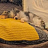 animal, bed, bedding, blanket, cozy, cute, dog, fluffy, gray_fur, indoors, pet, pillow, portrait, puppy, relaxed, resting, sleeping, small_dog, white_fur, yellow_blanket