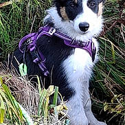 Birdy participe au concours pour gagner de l'argent avec cette photo : dog, puppy, black_and_white, sitting, outdoors, grass, tall_grass, nature, harness, purple_harness, portrait, animal, pet, alert, ears, nose, fur, woodland, leaves, close_up