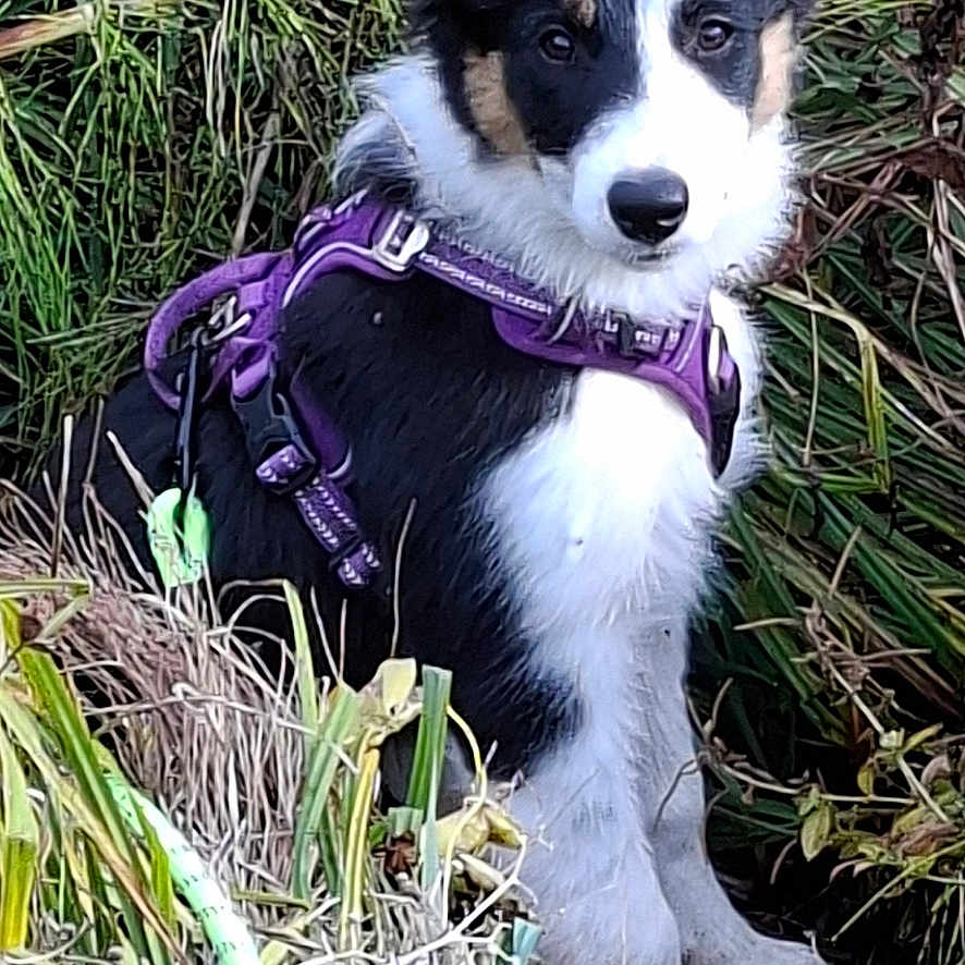 Birdy participe au concours pour gagner de l'argent avec cette photo : dog, puppy, black_and_white, sitting, outdoors, grass, tall_grass, nature, harness, purple_harness, portrait, animal, pet, alert, ears, nose, fur, woodland, leaves, close_up