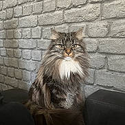 Papoushka a rejoint le concours — aidez-le/la à gagner de superbes lots ! cat, long_hair, fluffy, sitting, indoor, brick_wall, gray_wall, fur, pet, animal, looking, portrait, cozy, feline, whiskers, tail, domestic_cat, mammal, cute, calm
