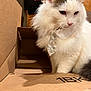 cat, fluffy, white, brown, box, cardboard, indoor, pet, animal, fur, whiskers, pink_nose, tail, collar, closeup, cute, domestic_cat, feline, sitting, looking_down