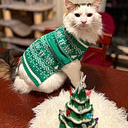 Helmit joined the competition — help win amazing prizes! animal, cat, christmas, cozy, cute, decor, domestic, feline, festive, fluffy, fur, green, holiday, indoor, knitted, ornament, pet, sweater, table, white