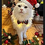 bell, bow_tie, cat, christmas_decorations, close_up, curious, cute, festive, fluffy, gold_ornaments, greenery, holiday, holiday_spirit, indoor, lights, pet, red_ornaments, santa_hat, white_cat, wooden_floor