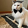 cat, bow_tie, white_fur, indoor, rug, carpet, pet, animal, fluffy, black_and_white, door, wooden_trim, floor, feline, sitting, close_up, portrait, cute, domestic, household