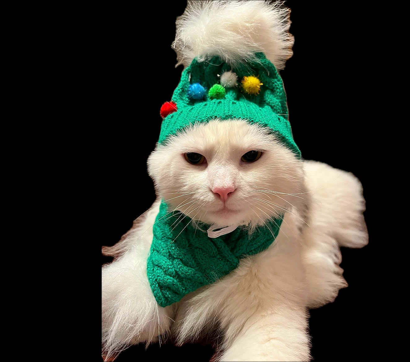 Helmit joined the competition — help win amazing prizes! cat, white_cat, fluffy, knitted_hat, pom_poms, scarf, green, festive, cozy, pet, animal, portrait, close_up, feline, indoor, cute, winter_wear, accessory, black_background, relaxed
