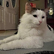 Helmit joined the competition — help win amazing prizes! cat, white_cat, fluffy, indoor, relaxed, pet, animal, mat, furniture, door, cabinet, clock, home, domestic, portrait, laying_down, quiet, calm, fur, whiskers