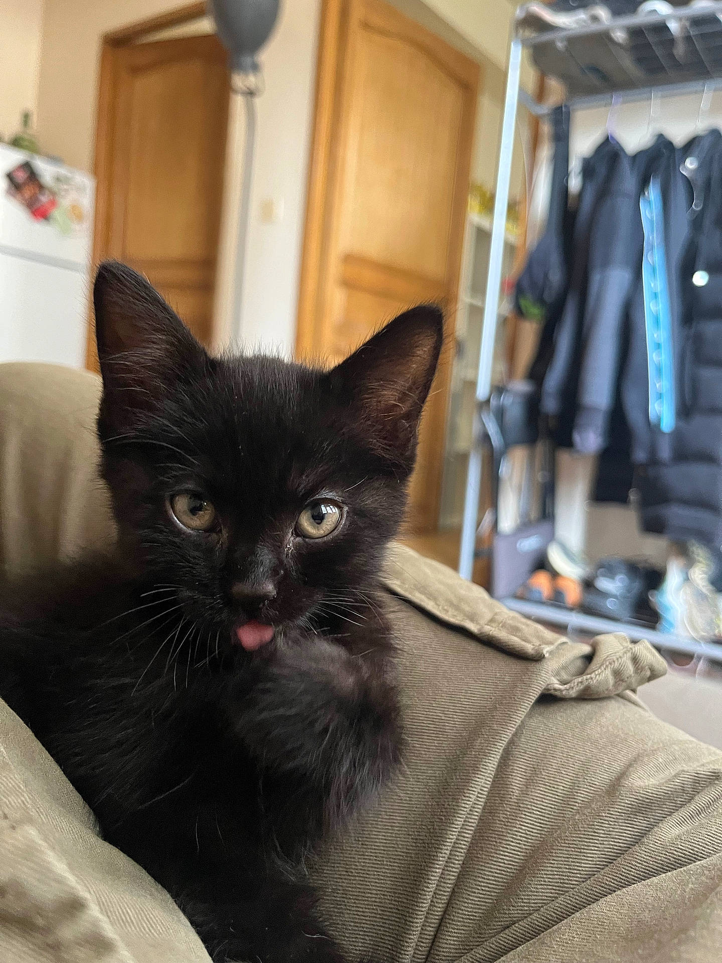 Sky participe au concours pour gagner de l'argent avec cette photo : animal, architecture, blackcat, building, cat, closet, couch, cupboard, face, furniture, head, indoors, kitten, livingroom, manx, person, pet, photography, portrait, wood
