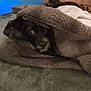 Emma joined the competition — help win amazing prizes! dog, blanket, cozy, indoor, pet, fur, resting, bed, soft, brown, black, animal, cute, comfort, laying, closeup, face, eyes, sleepy, warm