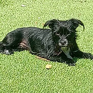 Emma joined the competition — help win amazing prizes! dog, black_dog, grass, outdoor, pet, animal, canine, lying_down, sunlight, scruffy, fur, small_dog, nature, relaxing, daytime, mammal, companion, alert, green, summer