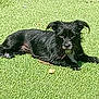 dog, black_dog, grass, outdoor, pet, animal, canine, lying_down, sunlight, scruffy, fur, small_dog, nature, relaxing, daytime, mammal, companion, alert, green, summer