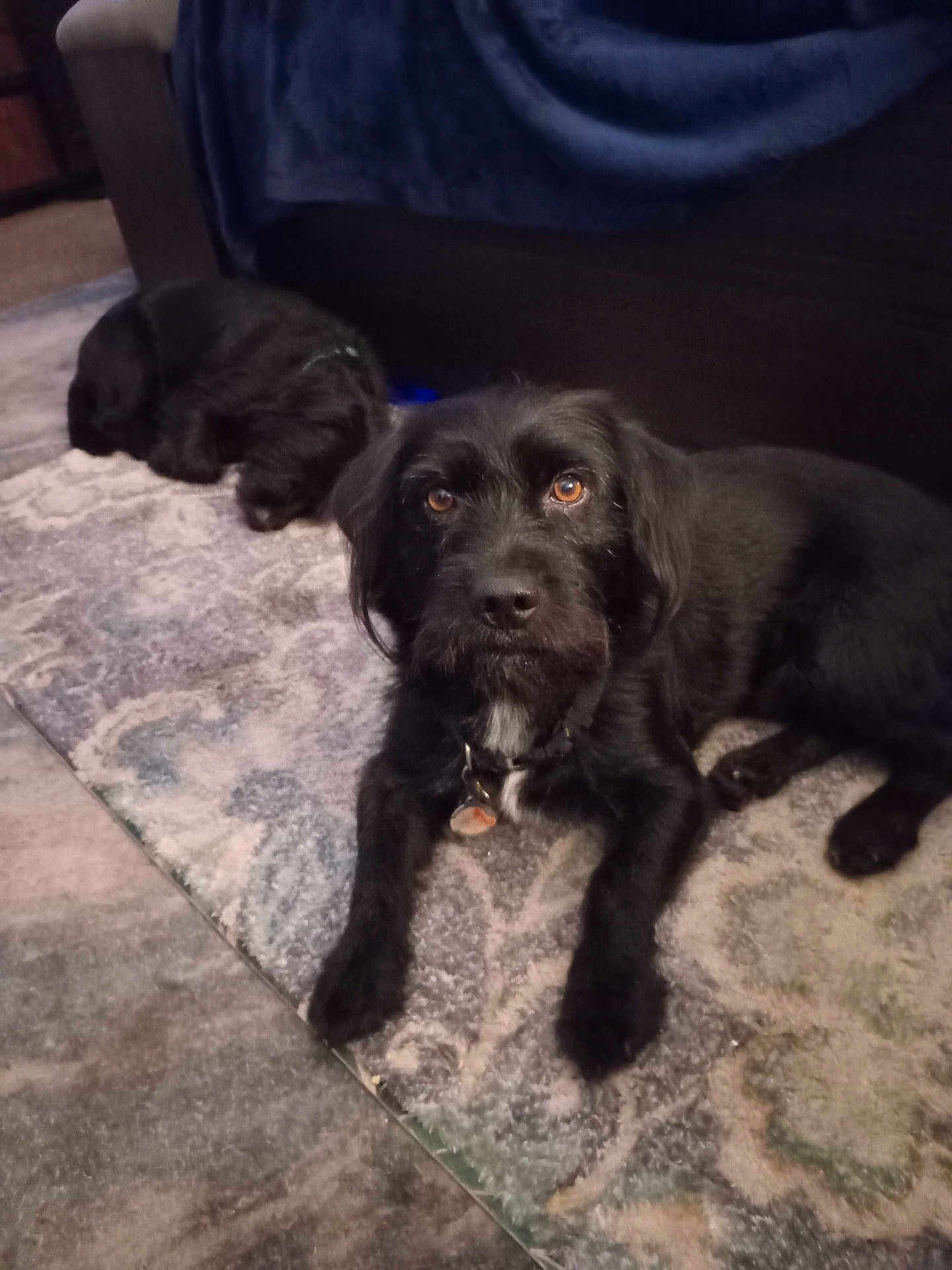 Thor is registered to the contest to win money with this photo: dog, black_dog, indoor, carpet, rug, floor, pet, animal, relaxing, lying_down, fur, collar, napping, brown_eyes, close_up, background, quiet, calm, domestic, companion