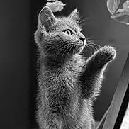 Mercury is registered to the contest to win money with this photo: animal, black_and_white, cat, close_up, curious, cute, feline, flower, indoor, kitten, monochrome, paw, pet, portrait, soft_focus, still_life, table, texture, whiskers, wood