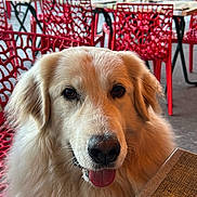 Seya a rejoint le concours — aidez-le/la à gagner de superbes lots ! animal, cafe, canine, chair, close_up, daylight, dog, eyes, friendly, fur, golden_retriever, muzzle, nose, outdoor, pet, red_chair, restaurant, table, tongue_out, waiting