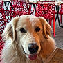 animal, cafe, canine, chair, close_up, daylight, dog, eyes, friendly, fur, golden_retriever, muzzle, nose, outdoor, pet, red_chair, restaurant, table, tongue_out, waiting