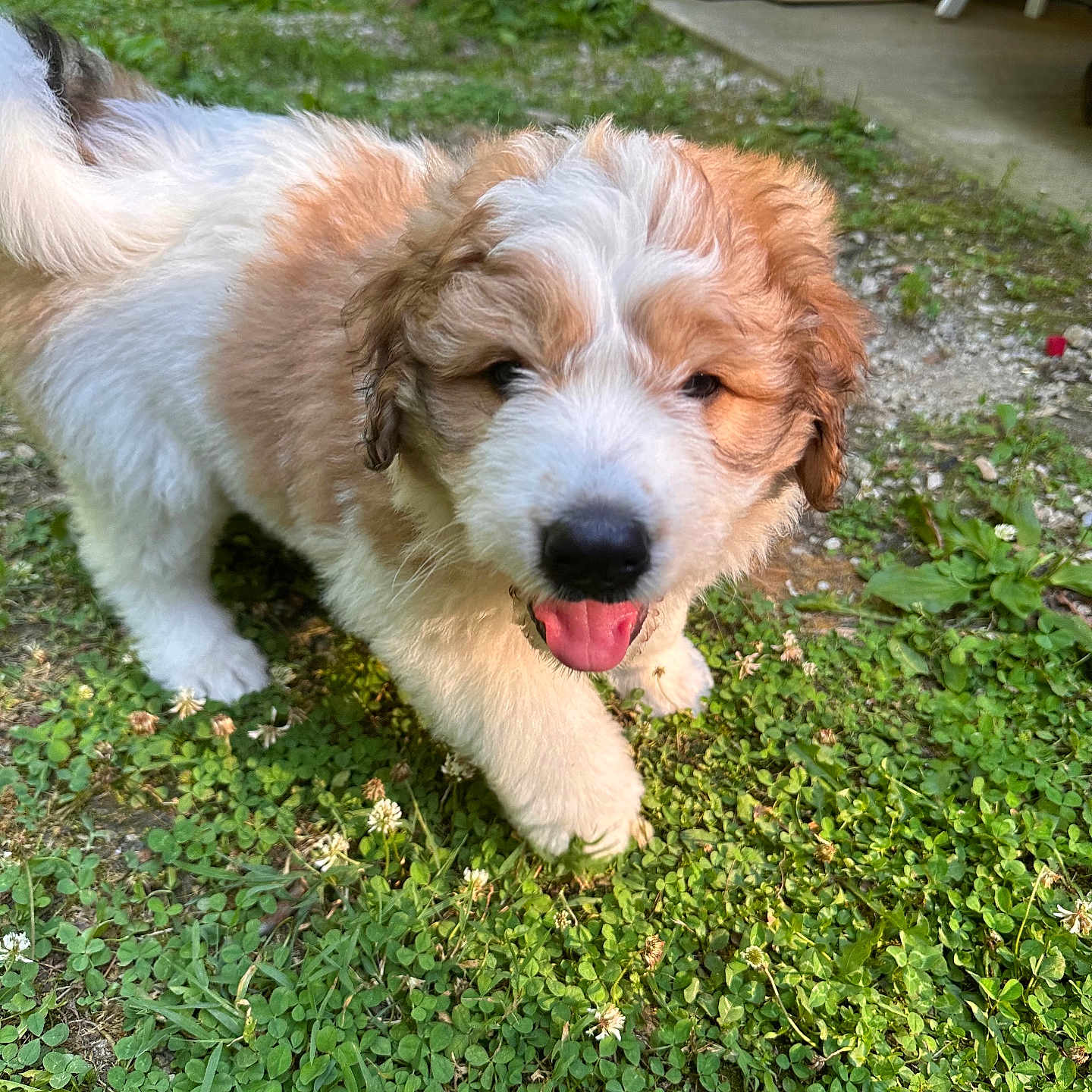 Max joined the competition — help win amazing prizes! animal, architecture, ball, building, canine, dog, football, grass, green, herbal, herbs, lawn, outdoors, pet, plant, puppy, shelter, soccer, soccerball, sport