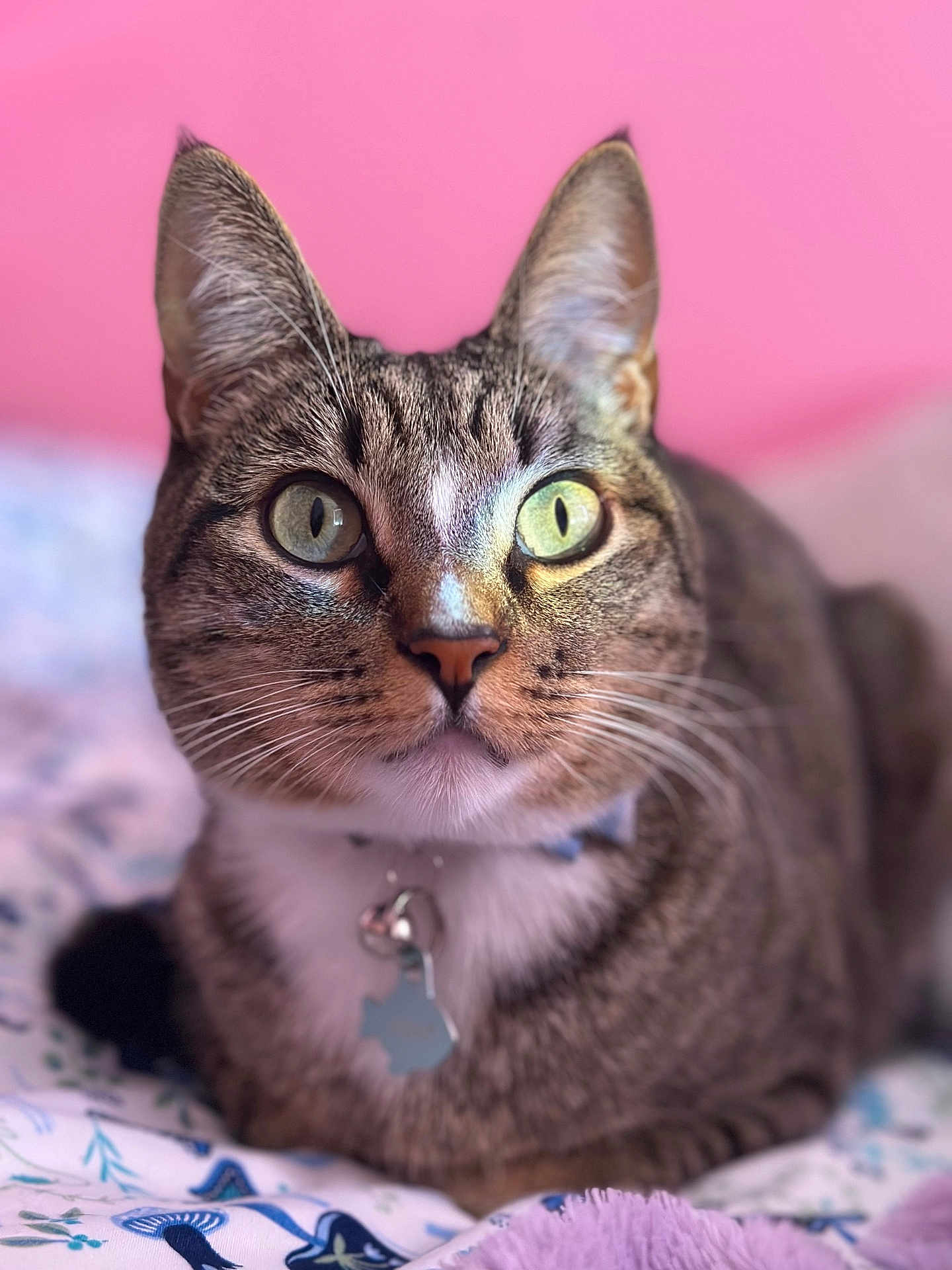Scout joined the competition — help win amazing prizes! cat, tabby, close_up, pet, animal, feline, whiskers, collar, indoor, bed, blanket, pink_background, curious, green_eyes, portrait, domestic_cat, cute, fur, resting, attention