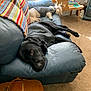 dog, black_dog, small_dog, couch, blanket, indoor, carpet, wooden_table, window, sunlight, relaxing, pet, furniture, living_room, collar, gray_shirt, animal, resting, cozy, home