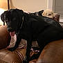 dog, black_dog, small_dog, armchair, leather, indoor, blanket, pet, cozy, furniture, curious, resting, tongue_out, fur, animal, companion, cute, relaxed, warm_lighting, home