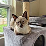 Kimo is registered to the contest to win money with this photo: cat, siamese_cat, cat_tree, indoor, window, plush, pet, animal, feline, resting, natural_light, home, soft_texture, relaxed, ears, whiskers, face, paw, fur, daylight
